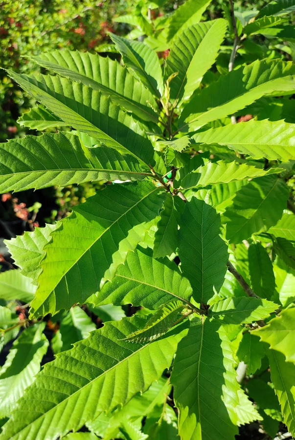 Kaštan jedlý – krásná sazenice (Castanea sativa) – sazenice C1 - Obrázek 5