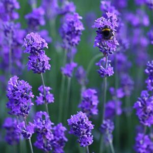 Levandule úzkolistá Munstead (Lavandula angustifolia) – sazenice P9