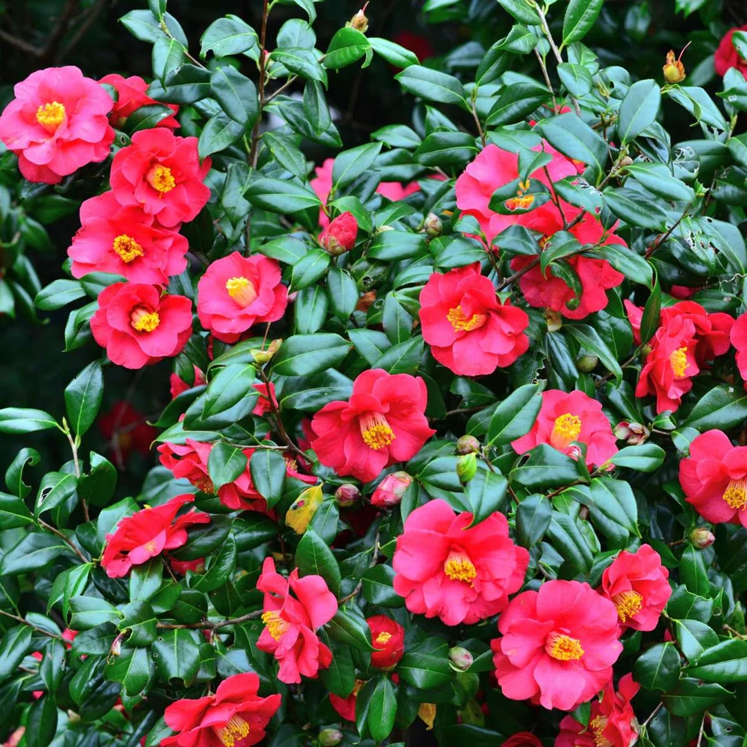 Kamélie japonská Dr King (Camellia japonica) – sazenice P9 - Obrázek 4