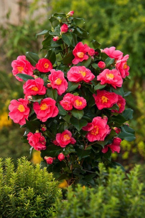 Kamélie japonská Dr King (Camellia japonica) – sazenice P9 - Obrázek 3
