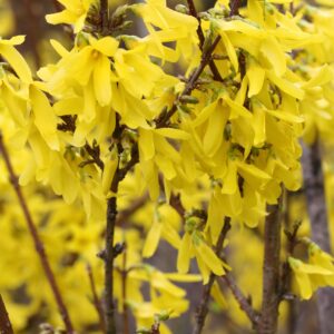 Zlatice prostřední Goldzauber (Forsythia × intermedia) – sazenice P9