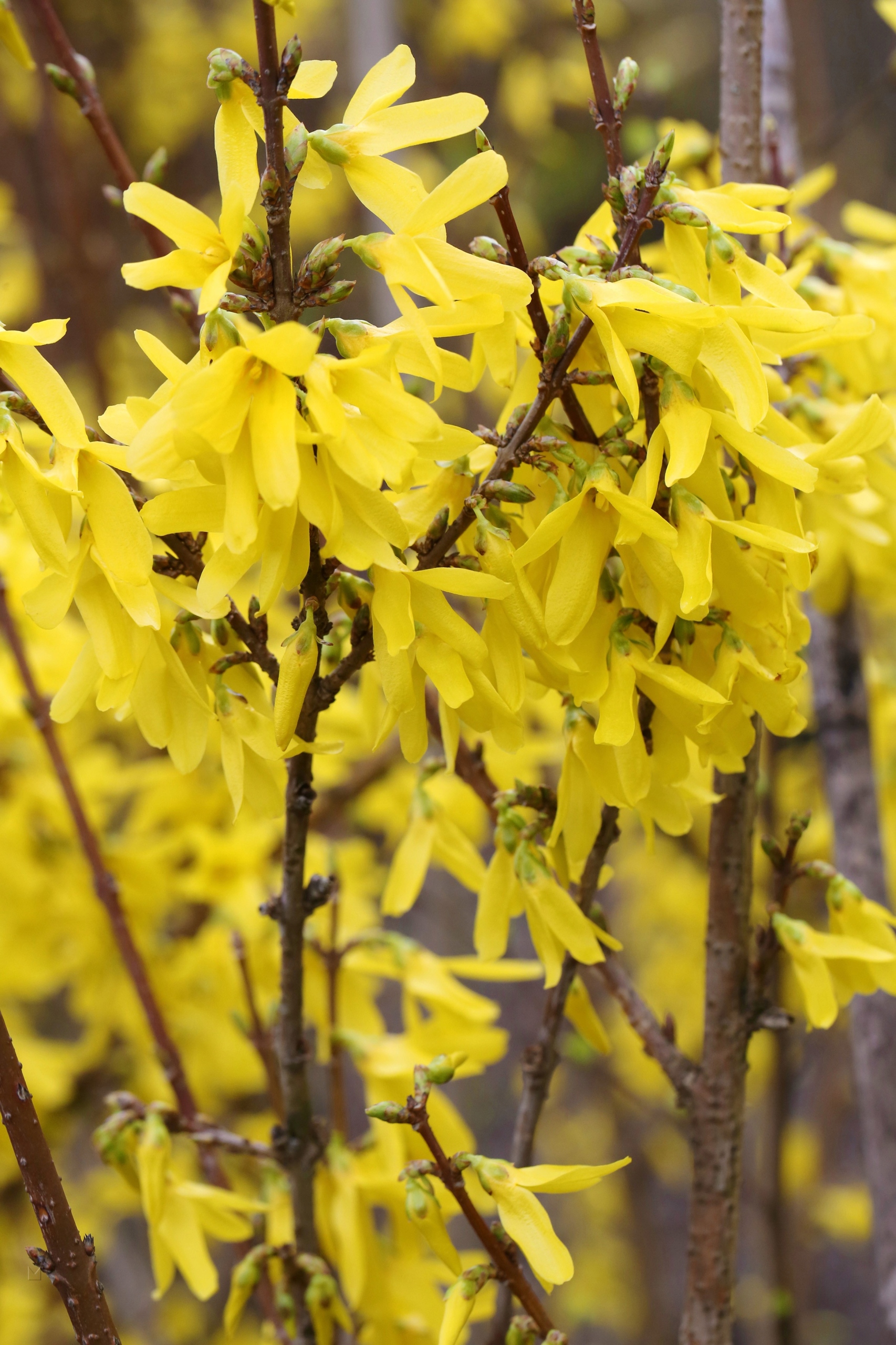 Zlatice prostřední Goldzauber (Forsythia × intermedia) – sazenice P9