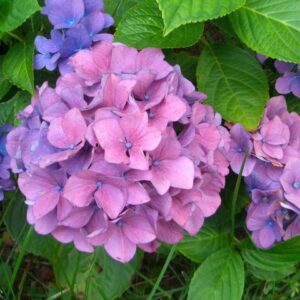 Růžová zahradní hortenzie Bouquet Rose – dvoubarevná, krásná – sazenice P9