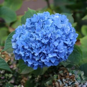 Hortenzie zahradní Nikko Blue – nádherně krásná – sazenice P9