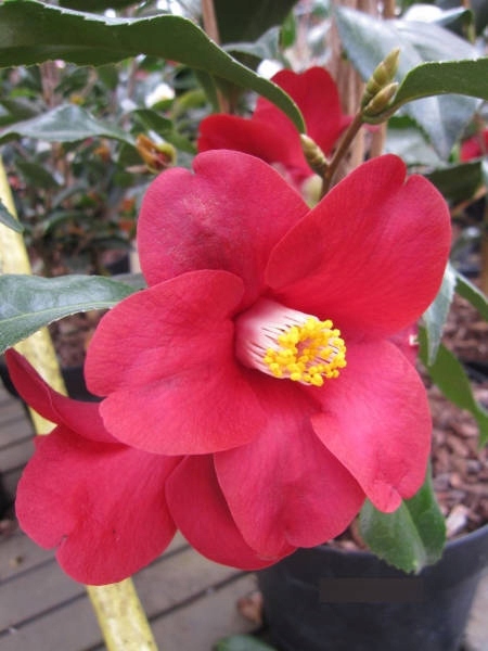 Kamélie japonská Adeyaka (Camellia japonica) – sazenice P9 - Obrázek 2
