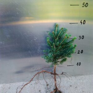 Smrk stříbrný obecný 4 roky 25–40 cm – na plantáže