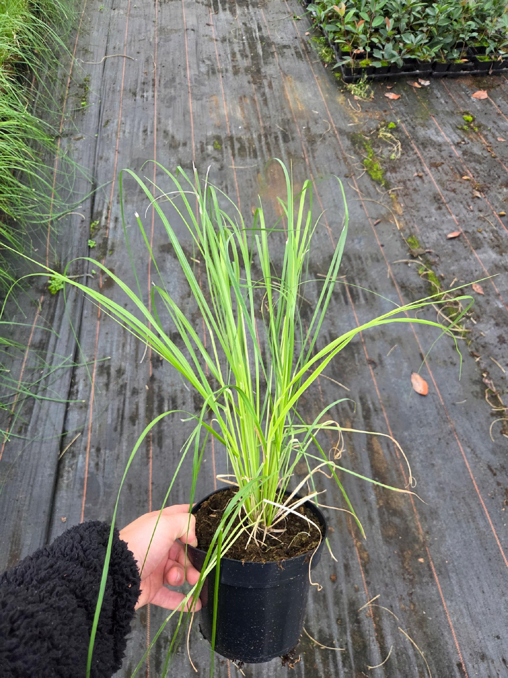 Velká bílá pampová tráva (Cortaderia) – sazenice v květináči C2 – okrasná tráva - Obrázek 3