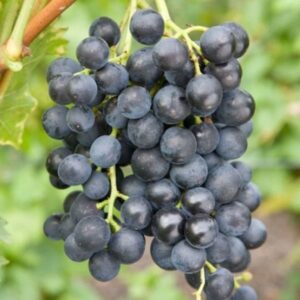 Vinná réva ‘Leon Millot’ – granátově černé plody (Vitis) – sazenice P9