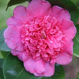 Kamélie japonská Dona Herzilia (Camellia japonica) – sazenice P9