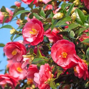 Kamélie japonská Adeyaka (Camellia japonica) – sazenice P9