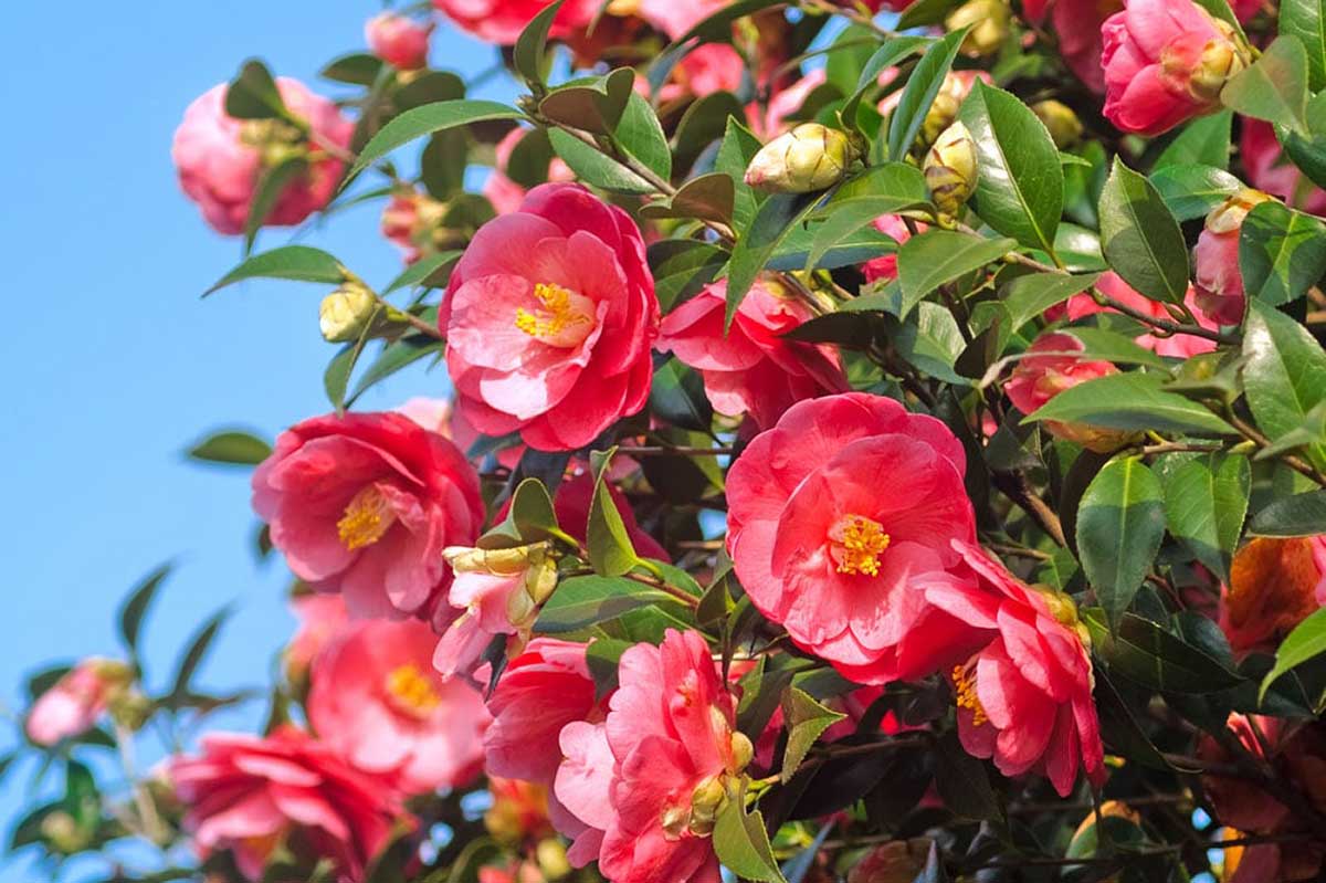 Kamélie japonská Adeyaka (Camellia japonica) – sazenice P9