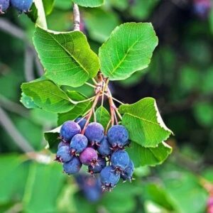 Muchovník olšolistý ‘Smoky’ (Amelanchier alnifolia) – sazenice P9