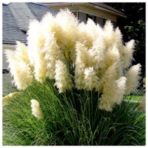Velká bílá pampová tráva (Cortaderia) – sazenice v květináči C2 – okrasná tráva