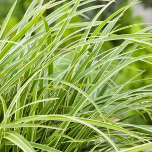 Ostřice Morrowa ‘Ice Dance’ – krásná okrasná tráva (Carex morrowii) – sazenice P9
