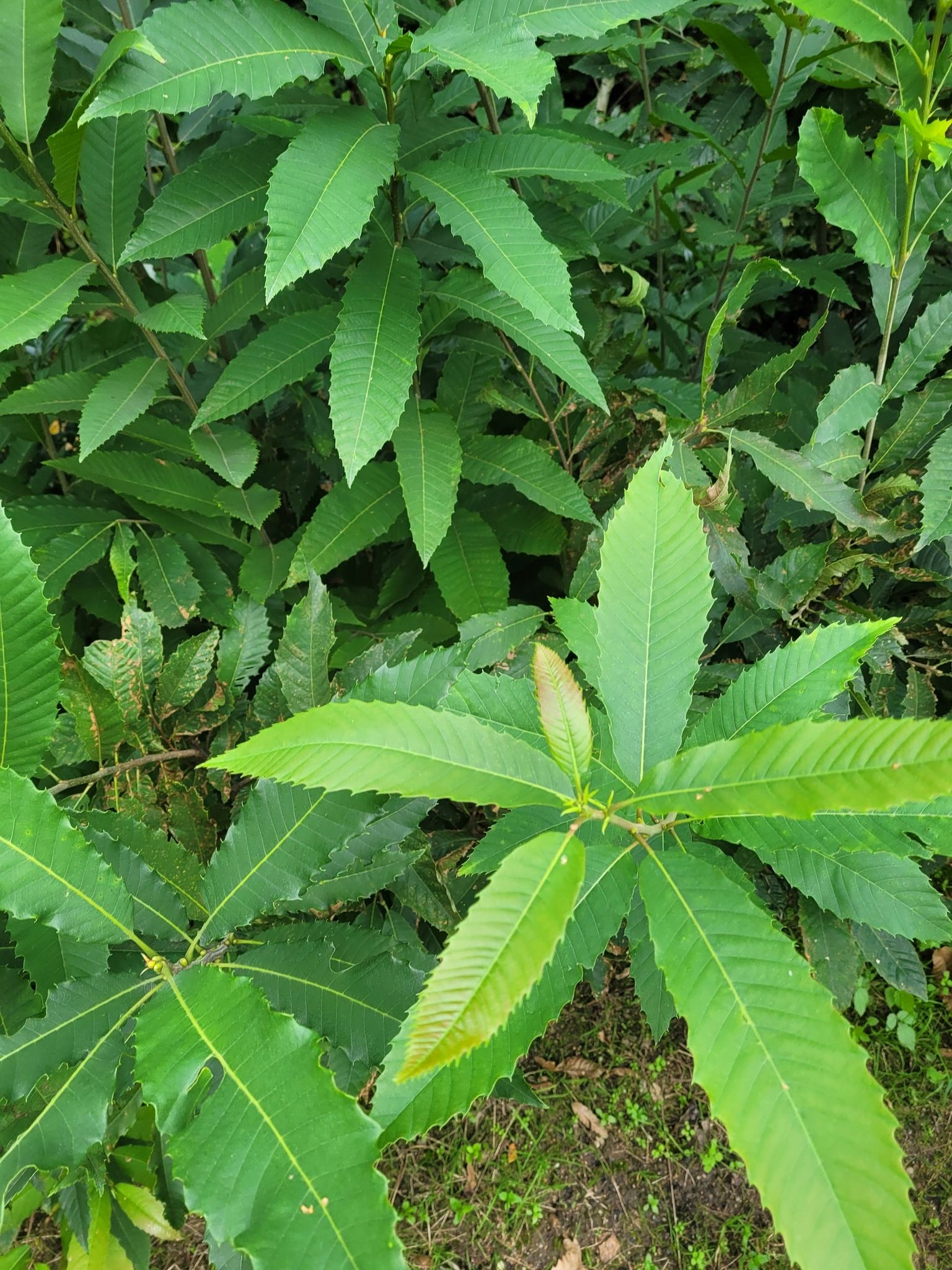 Kaštan jedlý – krásná sazenice (Castanea sativa) – sazenice C1 - Obrázek 2