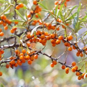 Rakytník ‘Friesdorfer Orange’ – samosprašný, vitamínová bomba – sazenice P9