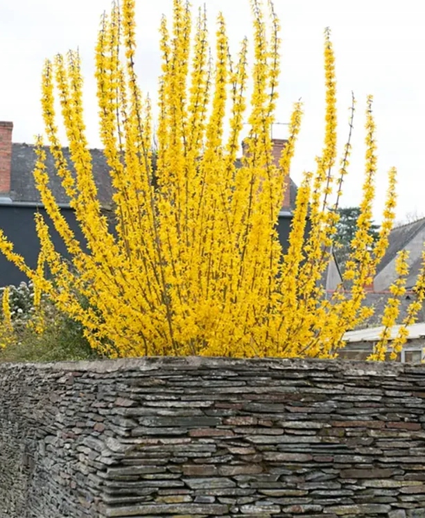 Zlatice prostřední Goldzauber (Forsythia × intermedia) – sazenice P9 - Obrázek 4