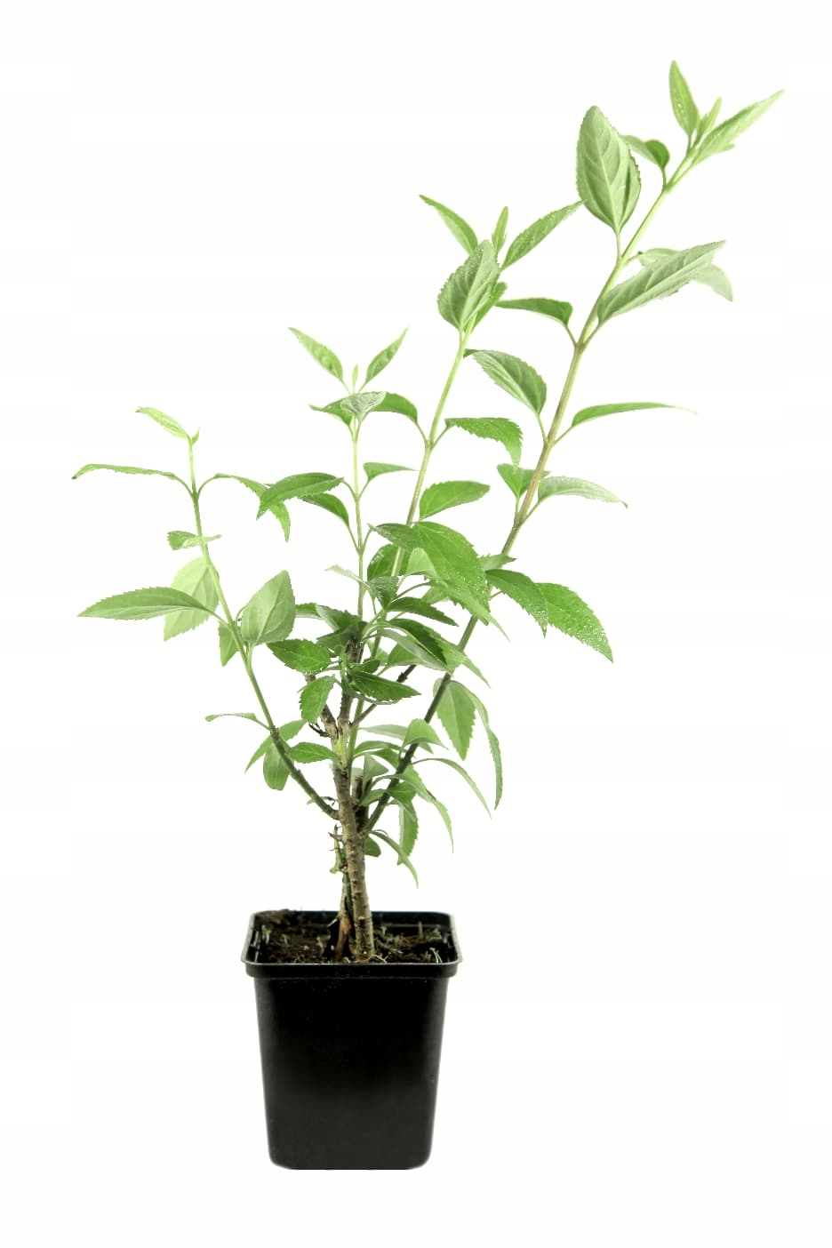 Zlatice prostřední Goldzauber (Forsythia × intermedia) – sazenice P9 - Obrázek 6