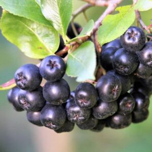 Aronie černoplodá Galicjanka (Aronia melanocarpa) – sazenice P9