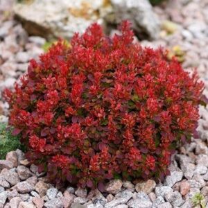 Dřišťál Thunbergův Atropurpurea (Berberis thunbergii) – živý plot, špalír – sazenice P9