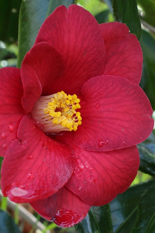 Kamélie japonská Adeyaka (Camellia japonica) – sazenice P9 - Obrázek 4