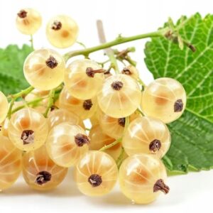Rybíz bílý Blanca – sladké a chutné plody (Ribes niveum) – sazenice P9