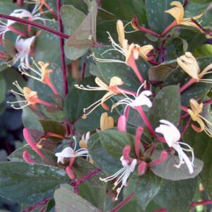 Zimolez japonský ‘Purpurea’ (Lonicera) – silně pnoucí, kvetoucí – sazenice P9