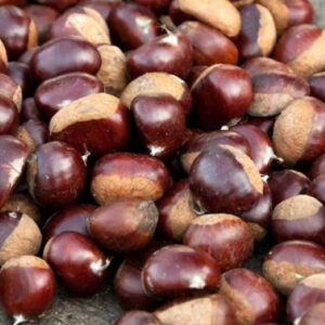 Kaštan jedlý – krásná sazenice (Castanea sativa) – sazenice C1