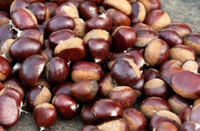 Kaštan jedlý – krásná sazenice (Castanea sativa) – sazenice C1