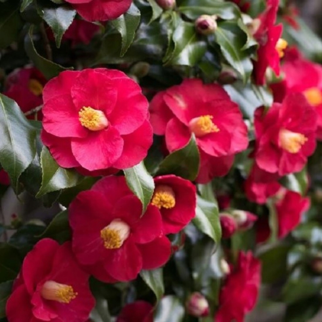 Kamélie japonská Dr King (Camellia japonica) – sazenice P9 - Obrázek 2