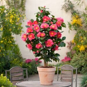 Kamélie japonská Dr King (Camellia japonica) – sazenice P9