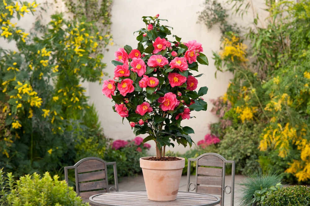 Kamélie japonská Dr King (Camellia japonica) – sazenice P9