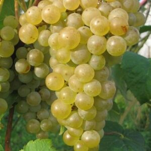 Vinná réva Seyval Blanc pro výrobu šťáv a dezertů (Vitis) – sazenice P9