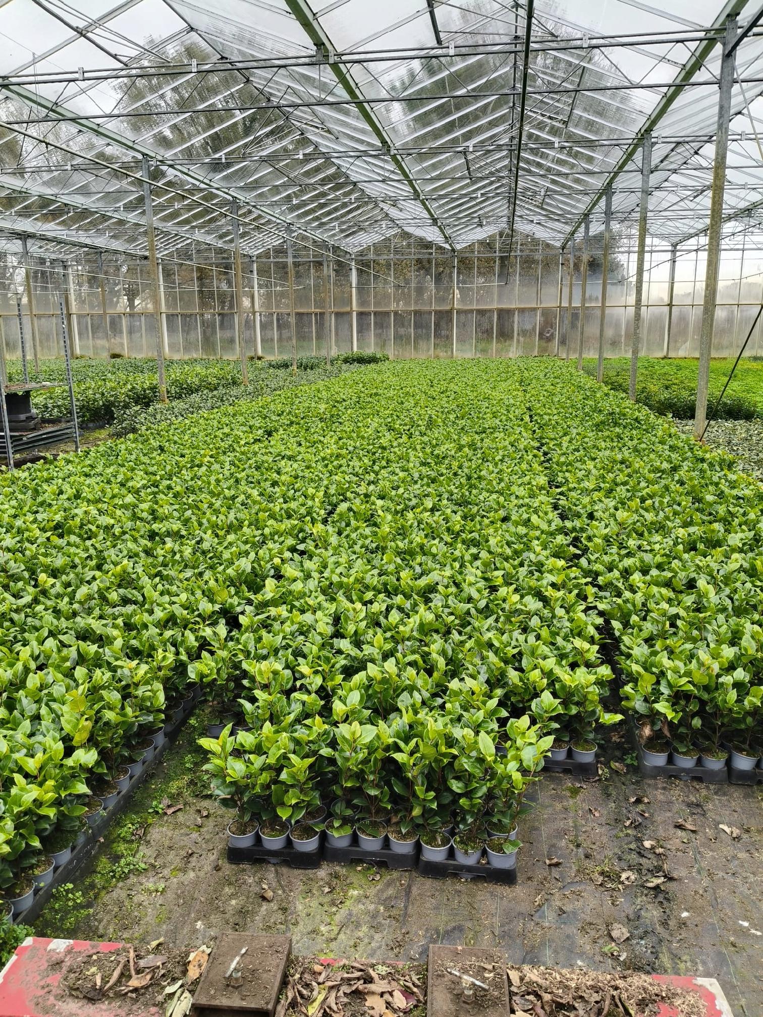 Kamélie japonská Dr King (Camellia japonica) – sazenice P9 - Obrázek 6