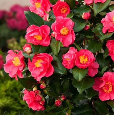 Kamélie japonská Dr King (Camellia japonica) – sazenice P9 - Obrázek 5