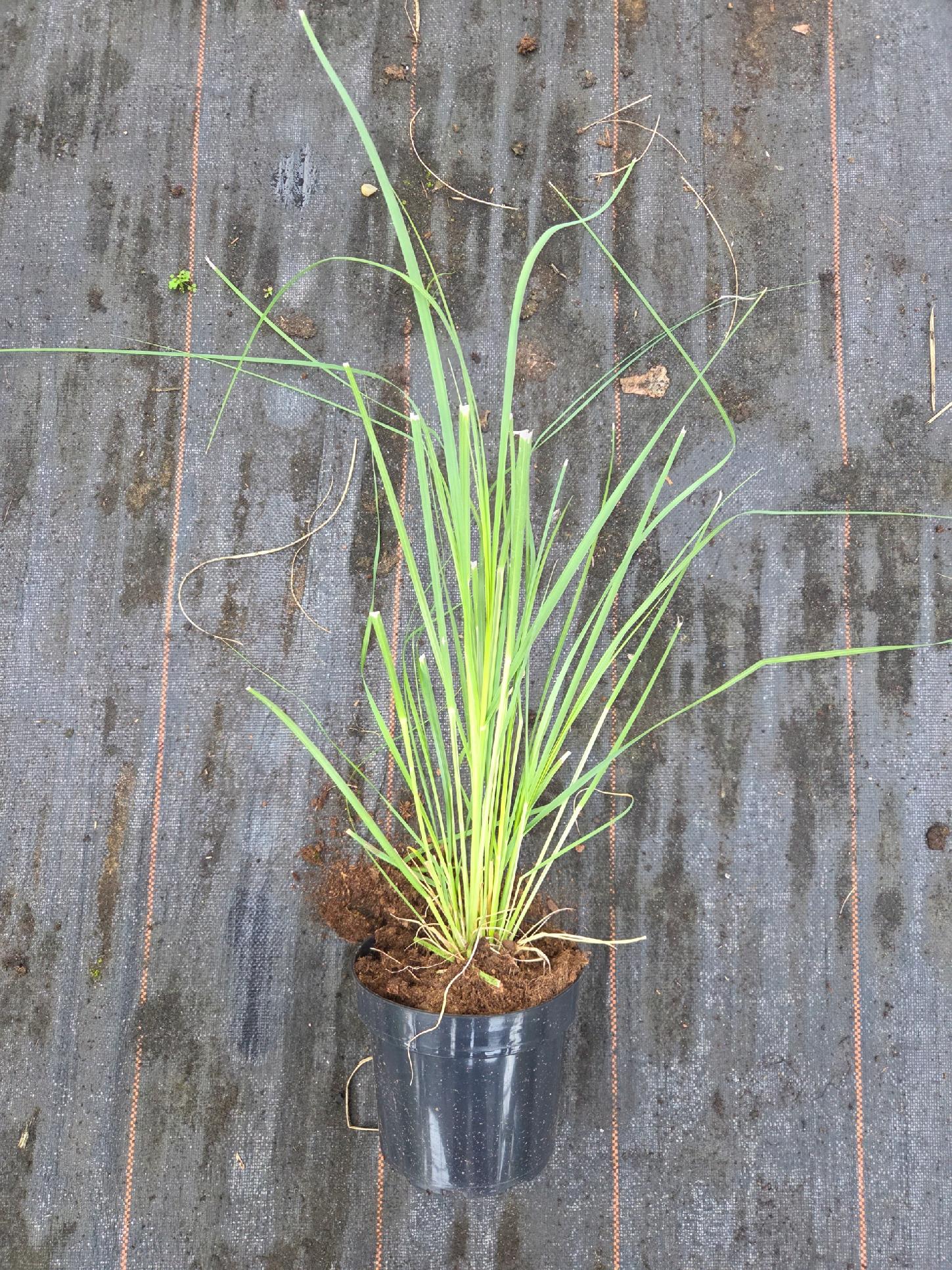 Velká bílá pampová tráva (Cortaderia) – sazenice v květináči C2 – okrasná tráva - Obrázek 4
