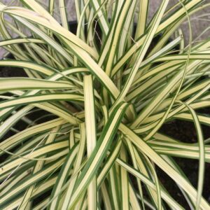 Ostřice japonská ‘Evergold’ (Carex oshimensis) – sazenice P9