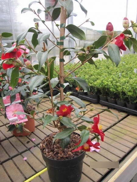 Kamélie japonská Adeyaka (Camellia japonica) – sazenice P9 - Obrázek 3