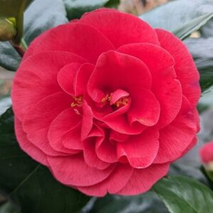 Kamélie japonská Lady Campbell (Camellia japonica) – sazenice P9